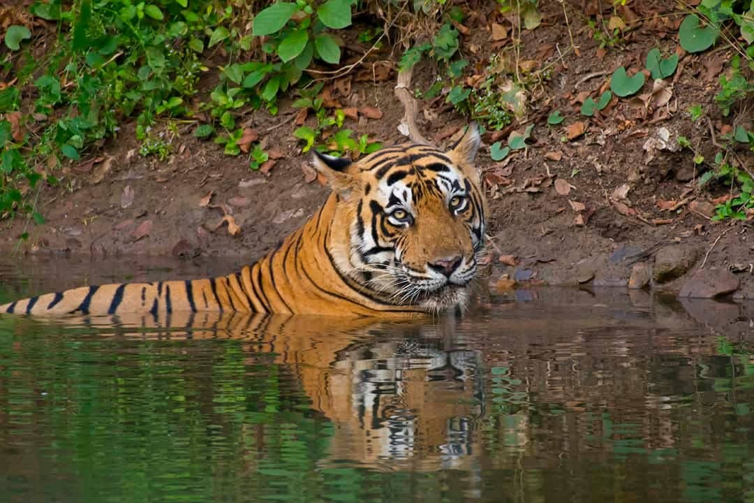 Tiger laying in the water in Ranthambhore National Park - India